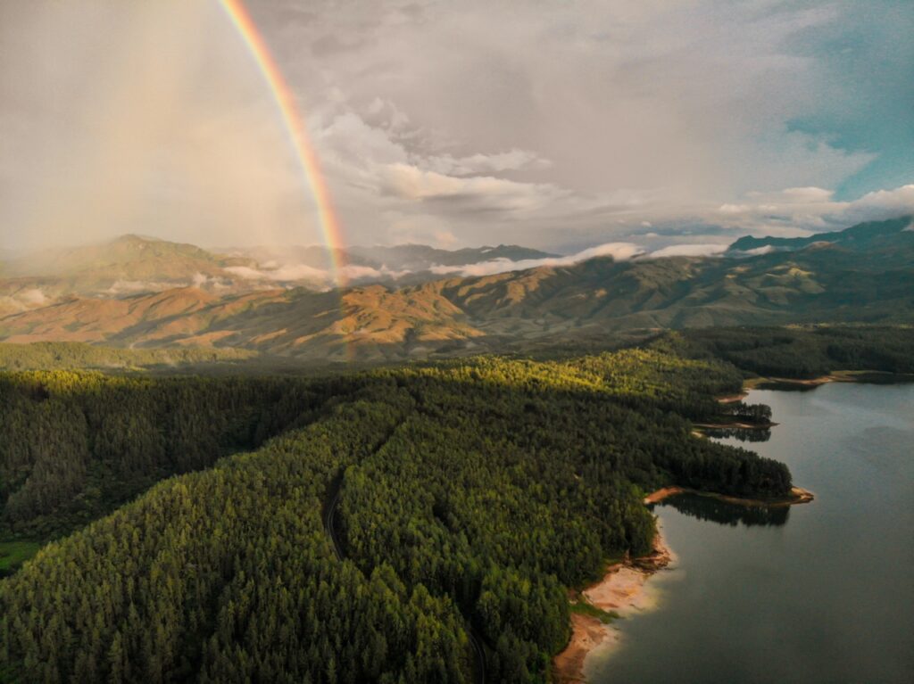 La grandeza de los bosques panameños