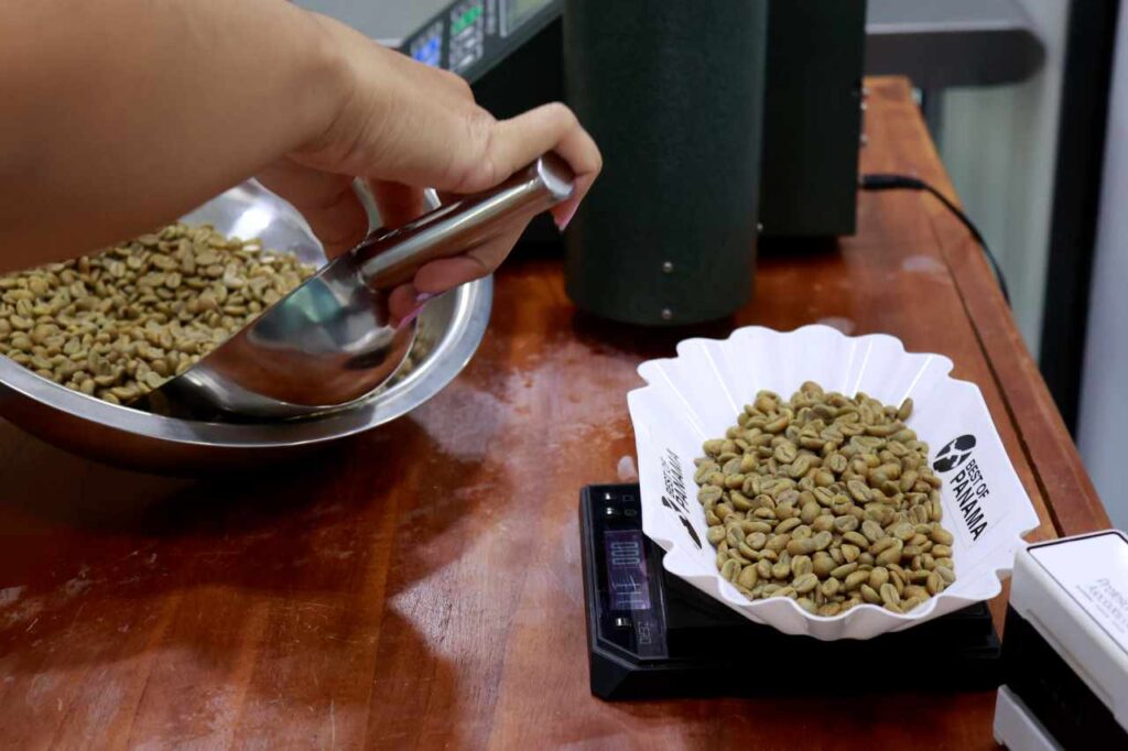 191 lotes de café de alta especialidad entrarán al BOP 2023