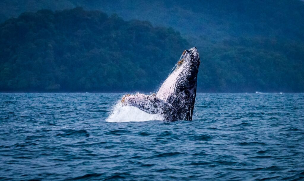 Día Mundial de las Ballenas y los Delfines