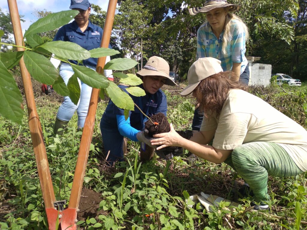 Se realiza jornada de reforestación en la Reserva Forestal de Barú