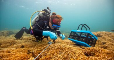 ¿Por qué de repente hay tantos corales blanqueados a en la costa caribeña de Panamá?