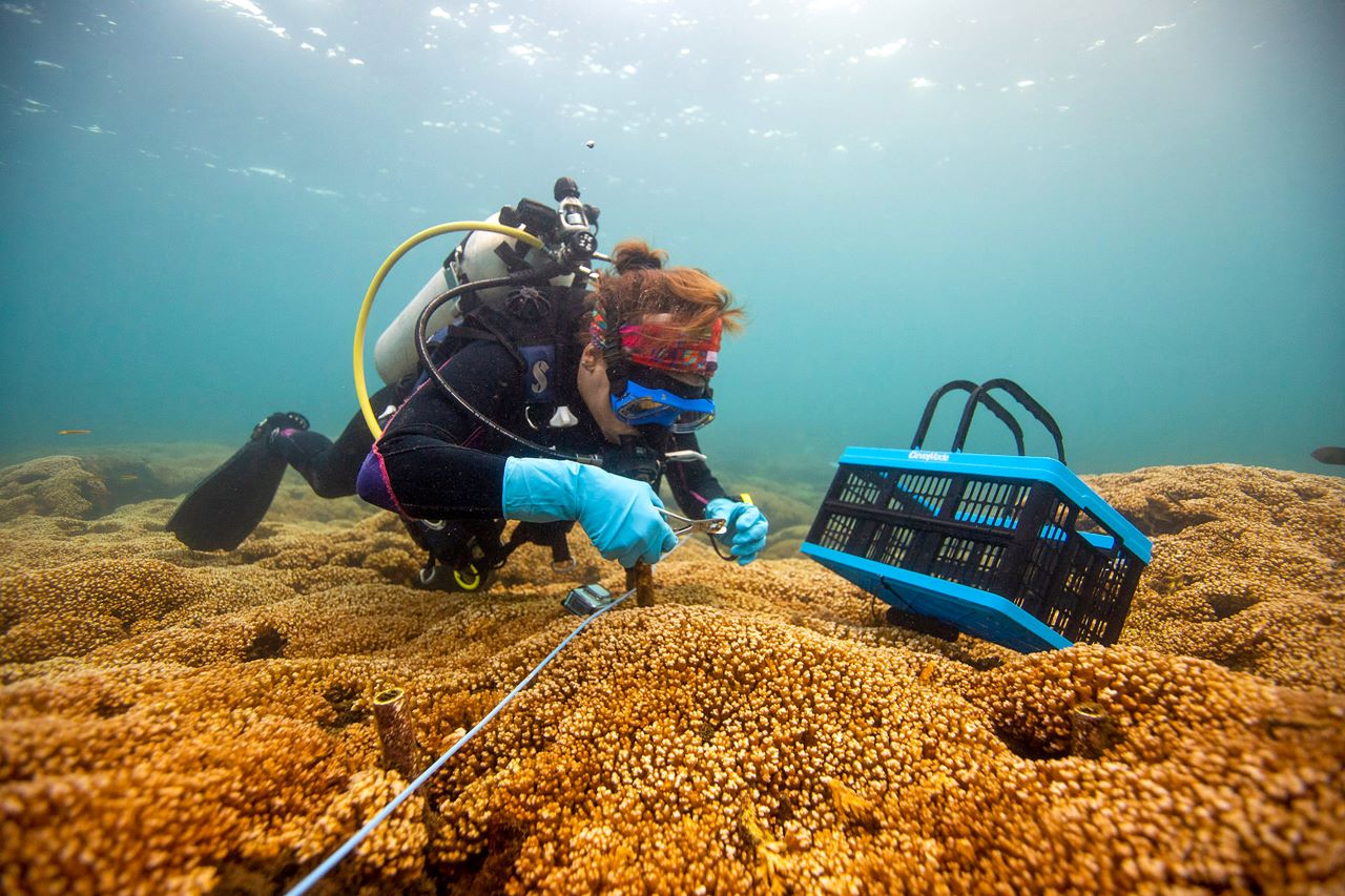 ¿Por qué de repente hay tantos corales blanqueados a en la costa caribeña de Panamá?