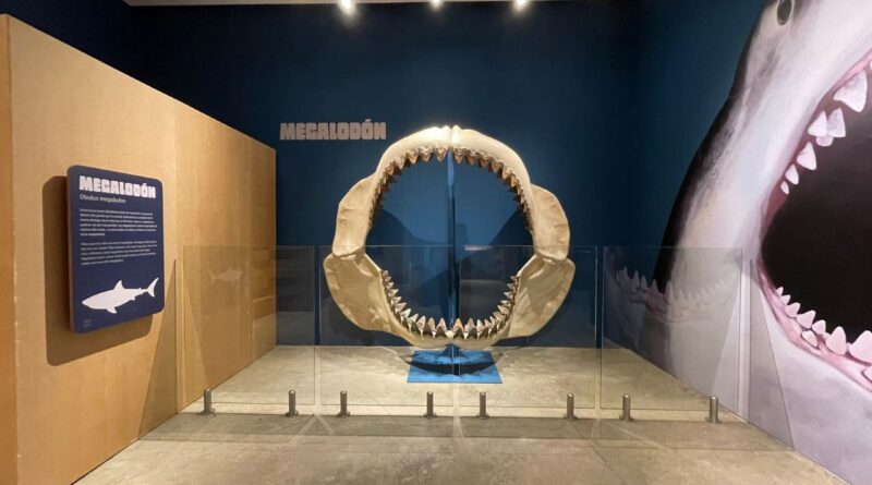 Fósiles del Canal: una nueva exhibición temporal del Biomuseo