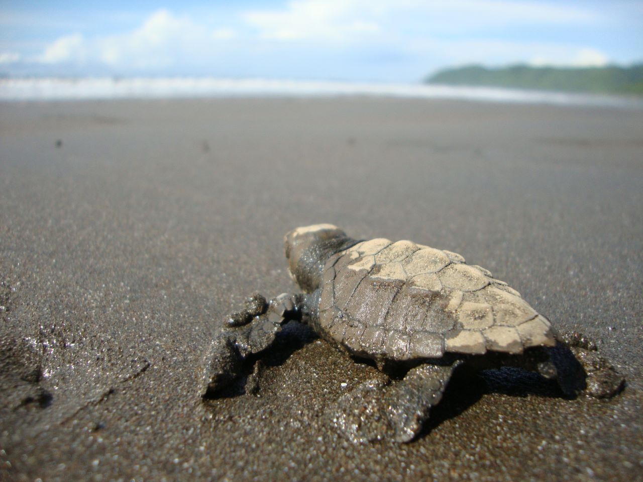 tortugas