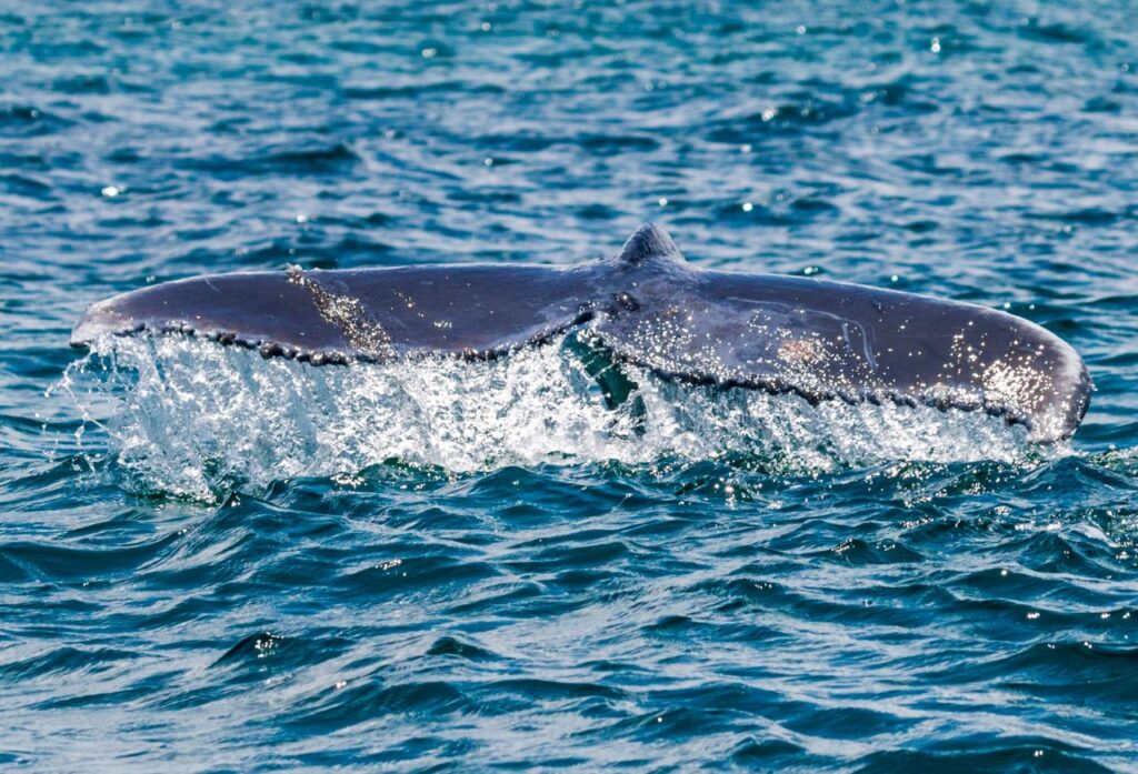 cola de ballena