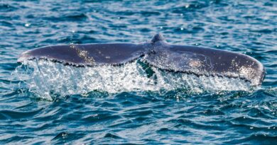 cola de ballena