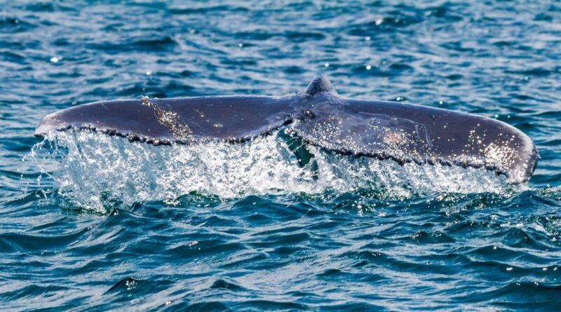 cola de ballena
