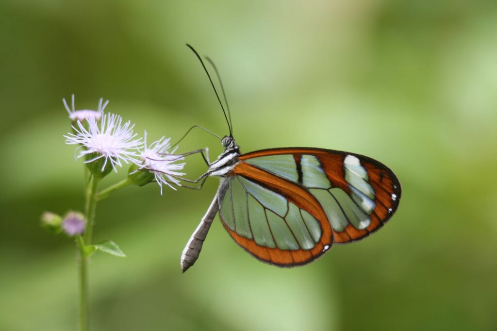 mariposa