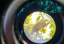 Panamá se posiciona como líder mundial en observación de aves durante el Global Big Day 2026 Panamá se posiciona como líder mundial en observación de aves durante el Global Big Day 2026