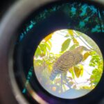 Panamá se posiciona como líder mundial en observación de aves durante el Global Big Day 2026