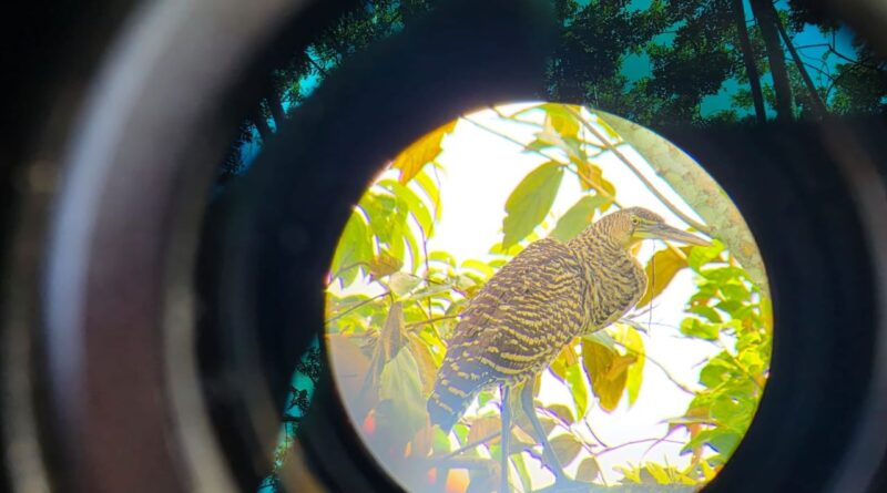 Panamá se posiciona como líder mundial en observación de aves durante el Global Big Day 2026