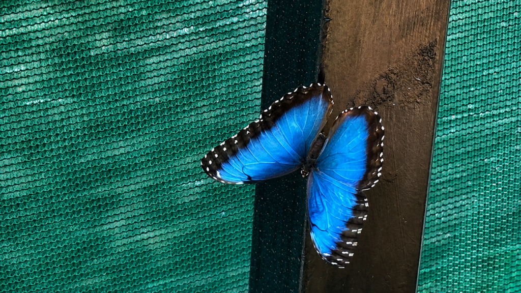 mariposa