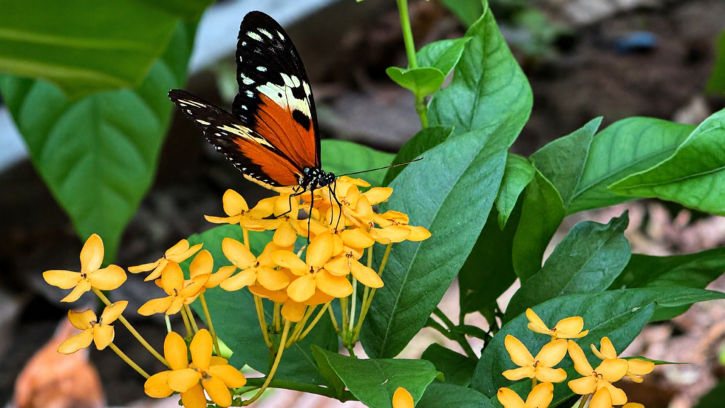 mariposa