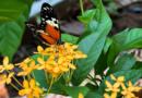 mariposa
