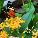 mariposa