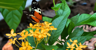 mariposa