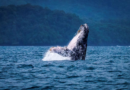 MiAMBIENTE refuerza normas para proteger ballenas y delfines en Panamá