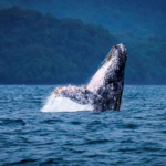 MiAMBIENTE refuerza normas para proteger ballenas y delfines en Panamá