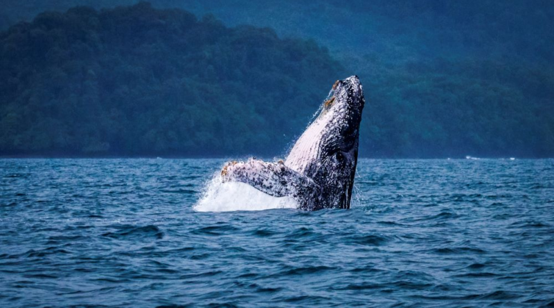 MiAMBIENTE refuerza normas para proteger ballenas y delfines en Panamá MiAMBIENTE refuerza normas para proteger ballenas y delfines en Panamá