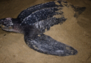 ¡Un regreso histórico! la tortuga baula vuelve a anidar en las costas del Pacífico panameño