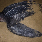 ¡Un regreso histórico! la tortuga baula vuelve a anidar en las costas del Pacífico panameño