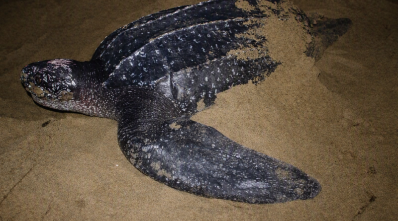 ¡Un regreso histórico! la tortuga baula vuelve a anidar en las costas del Pacífico panameño