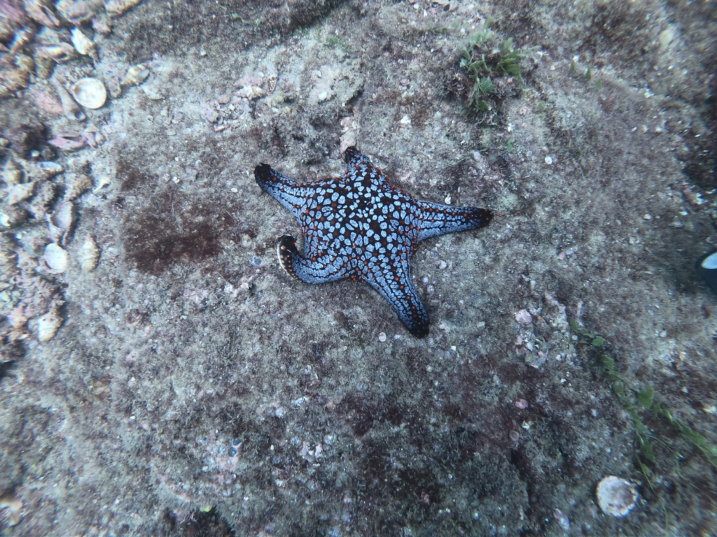 Estrella de mar