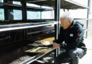 Geisha de Luito Estate debuta con 14.710 dólares en subasta de Lamastus Family