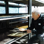 Geisha de Luito Estate debuta con 14.710 dólares en subasta de Lamastus Family